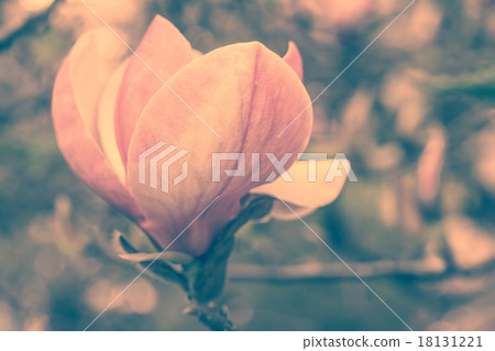 Blossoming of magnolia flowers in spring time Blossoming of magnolia flowers in spring time 18131221