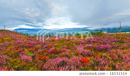 September morning country foothills with heather flowers and woo 18131314