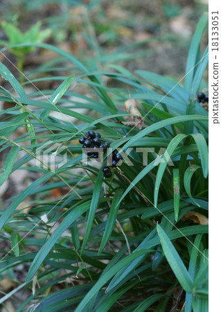 Yaborin Yaburan Fruit 18133051