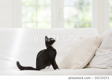 看著上面的貓 看著上面的貓 18133251