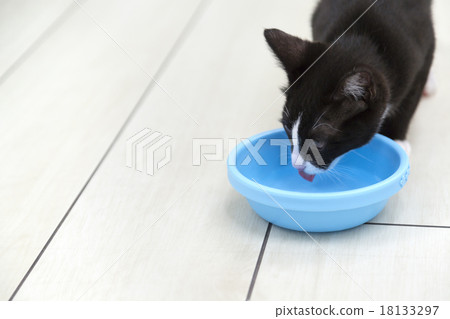 Cat drinking water 18133297
