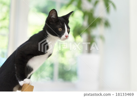 貓踏上自己 貓踏上自己 18133469