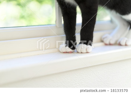 The feet of a cat 18133570