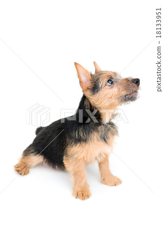 Norwich Terrier Norwich Terrier 18133951