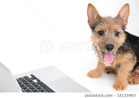 Norwich Terrier 18133963