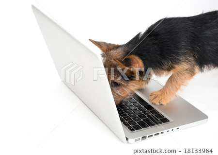 Norwich Terrier Norwich Terrier 18133964