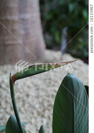 Flower bud of Strelitia · Regine 18133967