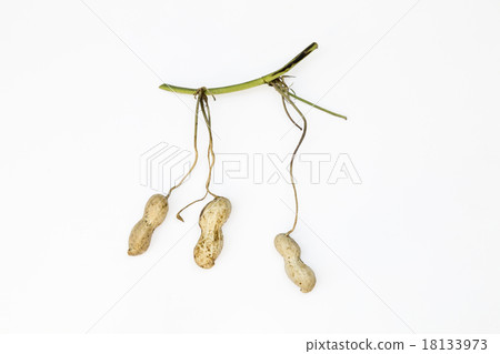 Peanut with shell (with branch) _ 02 18133973