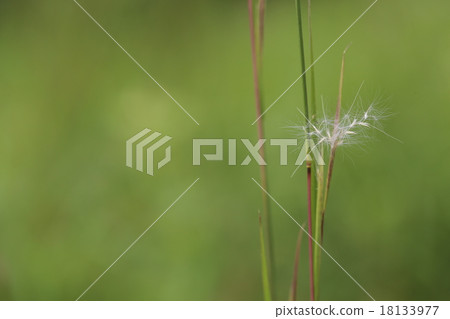  Meriken Karukaya 18133977