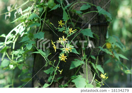 It is called Yukimi chrysanthemum tree climbing chrysanthemum. 18134279