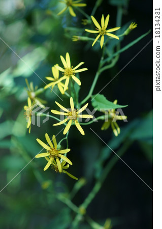 It is called Yukimi chrysanthemum tree climbing chrysanthemum. 18134281