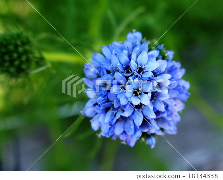 Gilia Capitata 18134338