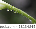 Water droplets 18134845