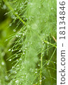 Water droplets 18134846