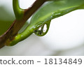 Water droplets 18134849