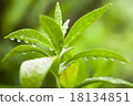 Water droplets 18134851