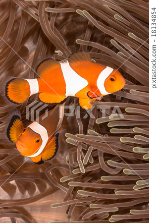 Clown Anemone Fish 18134854