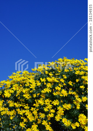 Julius Daisy is a flower language "bright love" 18134935