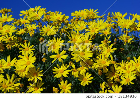 Lilyopus雛菊花語是“無意識的” 18134936