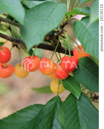 Cherries Cherries 18136118