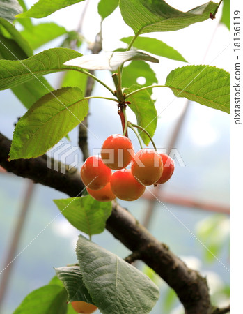 Cherries Cherries 18136119