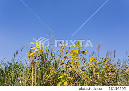 Fall in the field 18136295