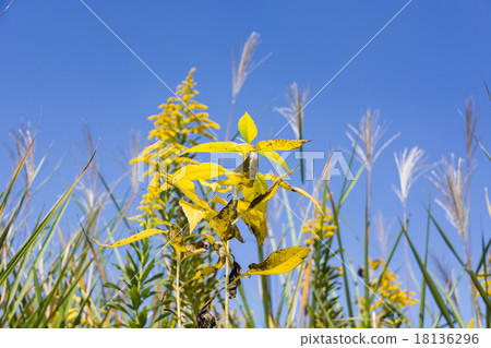 Fall in the field 18136296