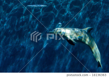 Dolphin playing with bubbles Underwater Dolphin playing with bubbles Underwater 18136363