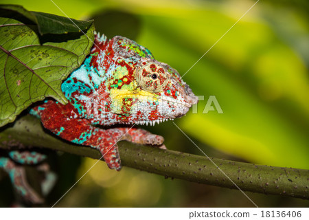 madagascar chamaleon on a tree background 18136406