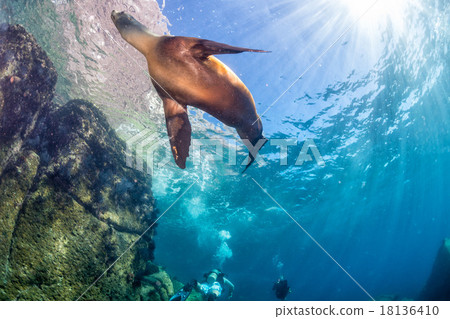 Female californian sea lion portrait 18136410