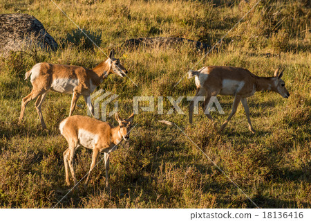 Antelope American antilocapra in Yellowstone Antelope American antilocapra in Yellowstone 18136416