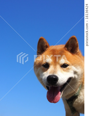 Shiba Inu laugh with a charming face 18136424