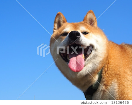 Shiba Inu laugh with a charming face 18136426