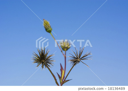 Fall in the field 18136489