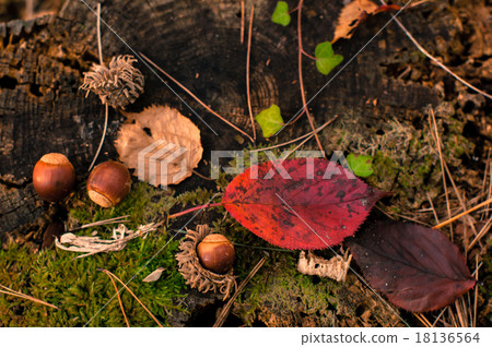 Autumn in the forest 18136564