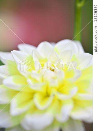 Dahlia blooms Dahlia blooms 18136582