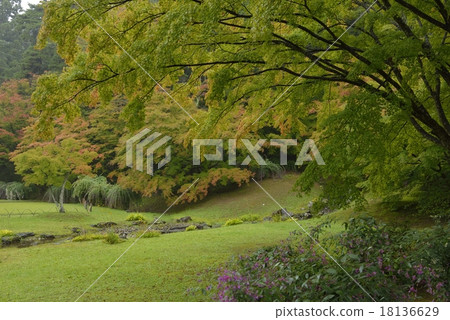 Hagi and autumn leaves of Hikoshiji garden 18136629