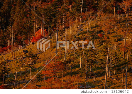 正樹通行證的晨光（奈良縣吉野郡神北山村） 18136642