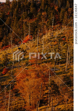 正樹通行證的晨光(奈良縣吉野郡神北山村) 正樹通行證的晨光(奈良縣吉野郡神北山村) 18136647