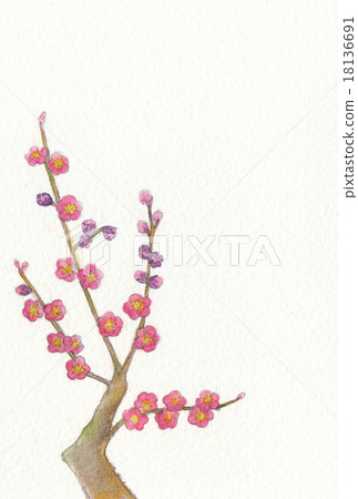 Water color red plum 18136691
