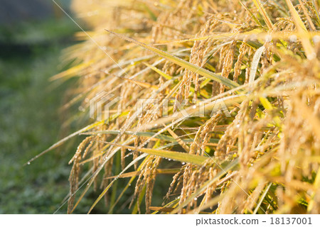 Rice 18137001