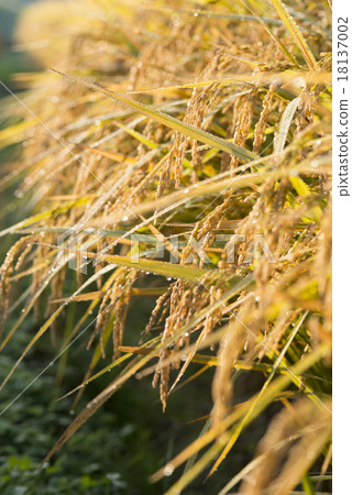 Rice 18137002