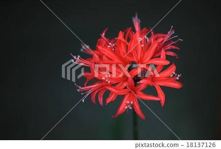 Licorice Licorice 18137126