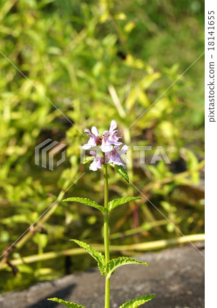 Inugoma 18141655