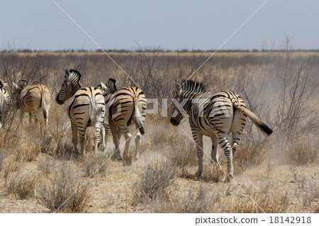 Zebra in african bush Zebra in african bush 18142918