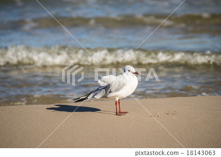 Black-headed gull on a beach of the Baltic Sea 18143063