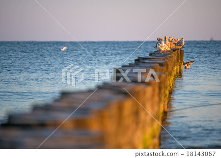 gulls on groynes in the Baltic Sea during sunrise 18143067