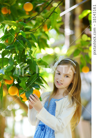 Adorable little girl picking fresh ripe oranges Adorable little girl picking fresh ripe oranges 18143161