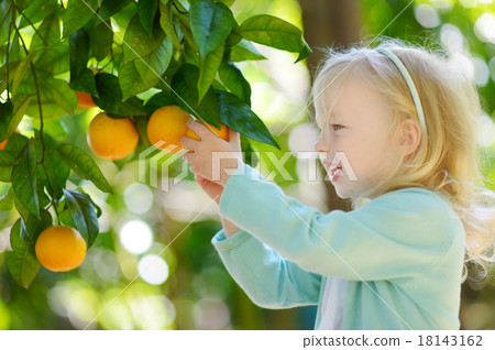 Adorable little girl picking fresh ripe oranges Adorable little girl picking fresh ripe oranges 18143162
