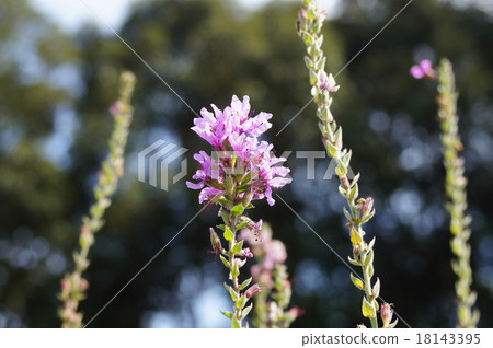 Ezomisohagi 18143395